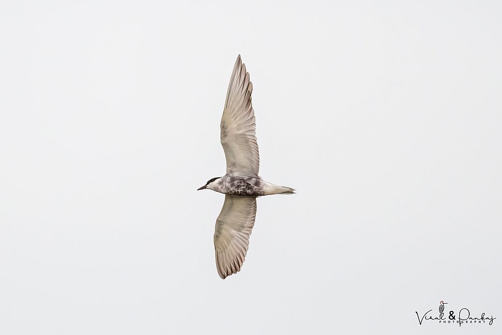 Whiskered Tern